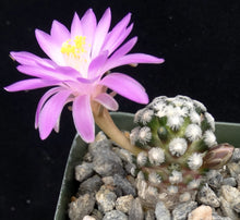 Load image into Gallery viewer, Mammillaria theresae
