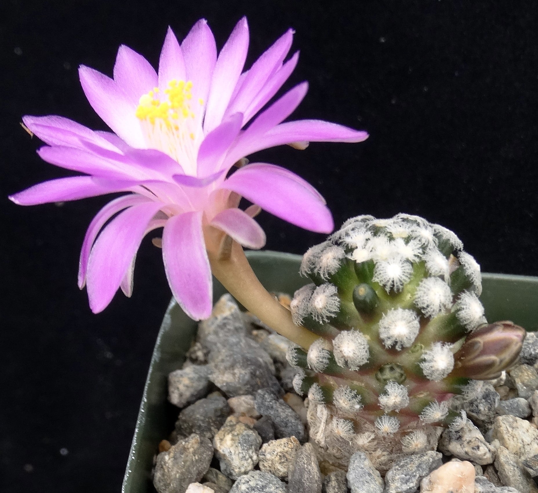 Mammillaria theresae – Kyle's Plants