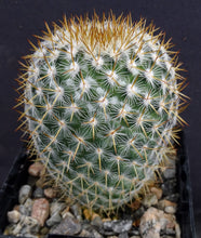 Load image into Gallery viewer, Mammillaria yucatanensis
