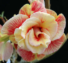 Load image into Gallery viewer, Adenium &#39;Mannakan&#39; *Big Plant!* Grafted Hybrid (A)
