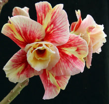 Load image into Gallery viewer, Adenium &#39;Mannakarn&#39; *Big Plant!* Grafted Hybrid *CLEARANCE SALE*
