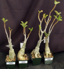 Load image into Gallery viewer, Adenium &#39;Mannakan&#39; Grafted Hybrid

