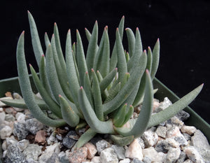 Marlothistella stenophylla
