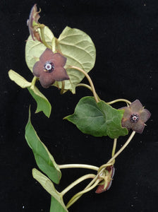 Matelea cyclophylla (Gonolobus)