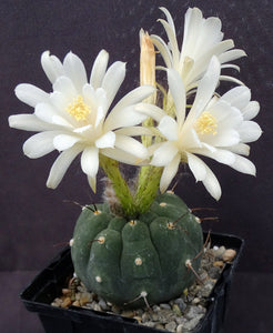 Matucana madinsoriorum White flower form