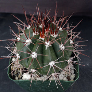 Melocactus azureus v. ferreophilus