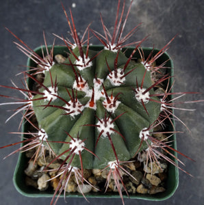 Melocactus azureus v. ferreophilus