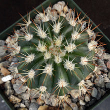Load image into Gallery viewer, Melocactus guitartii
