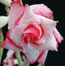 Load image into Gallery viewer, Adenium &#39;One in a Million&#39; Variegated! Grafted Hybrid (B)
