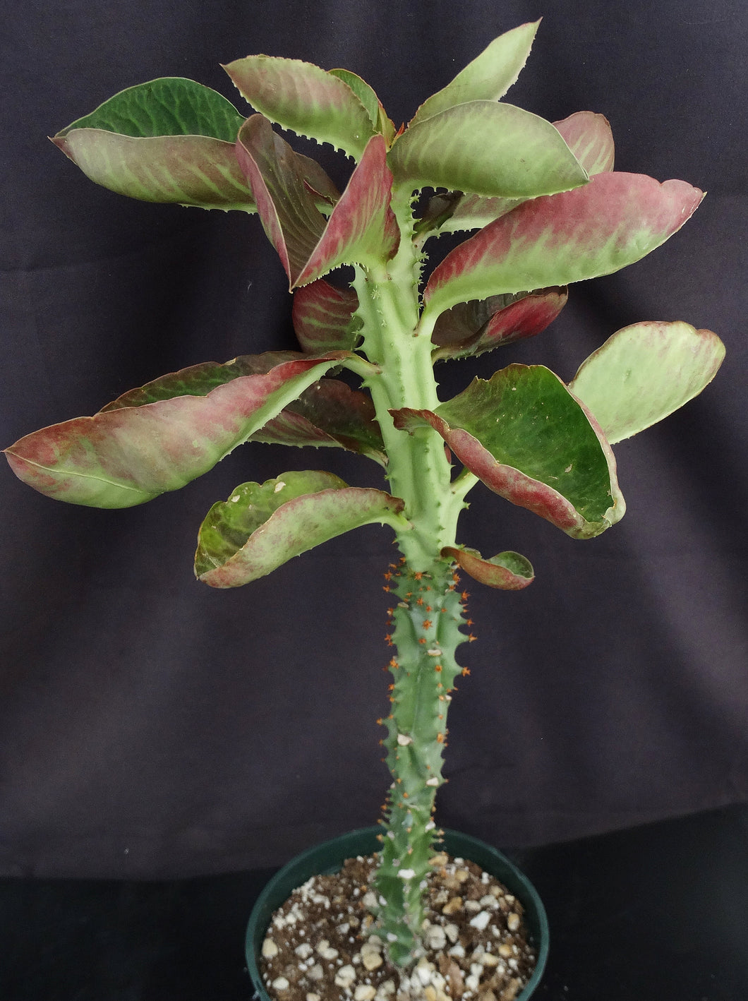 Monadenium spectabile