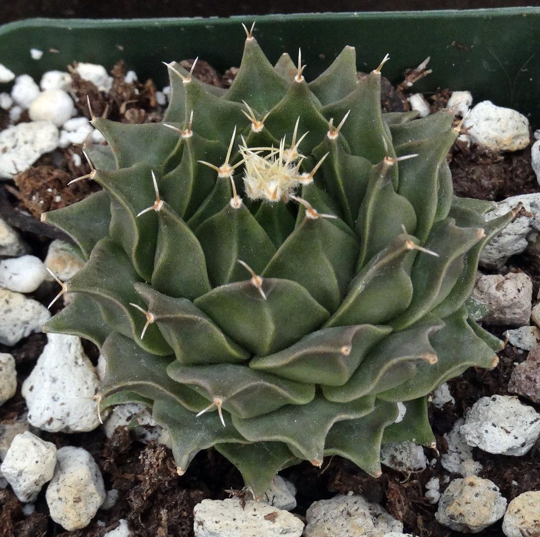 Obregonia denegrei
