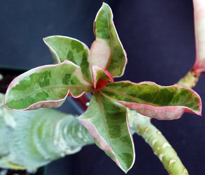 Adenium 'One in a Million' Variegated! Grafted Hybrid