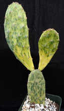 Load image into Gallery viewer, Opuntia &#39;Sunburst&#39; Variegated
