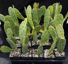 Load image into Gallery viewer, Opuntia &#39;Sunburst&#39; Variegated
