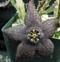 Load image into Gallery viewer, Orbea x &#39;Berlinensis&#39; *Black Flowers*
