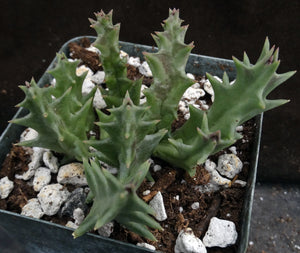 Orbea lutea ssp. lutea