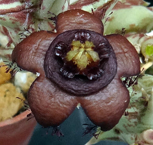 Orbea semota ssp. orientalis