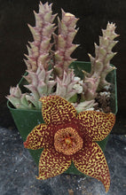 Load image into Gallery viewer, Orbea verrucosa *Big Yellow &amp; Red Flowers*
