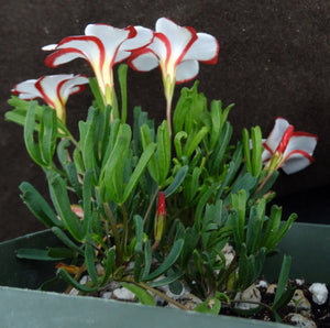 Oxalis versicolor *Candy Cane Flowers*