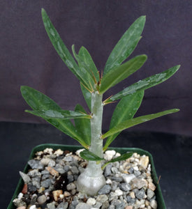 Pachypodium bispinosum