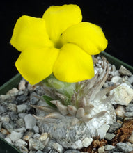 Load image into Gallery viewer, Pachypodium brevicaule
