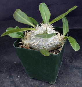 Pachypodium brevicaule *Own Roots*