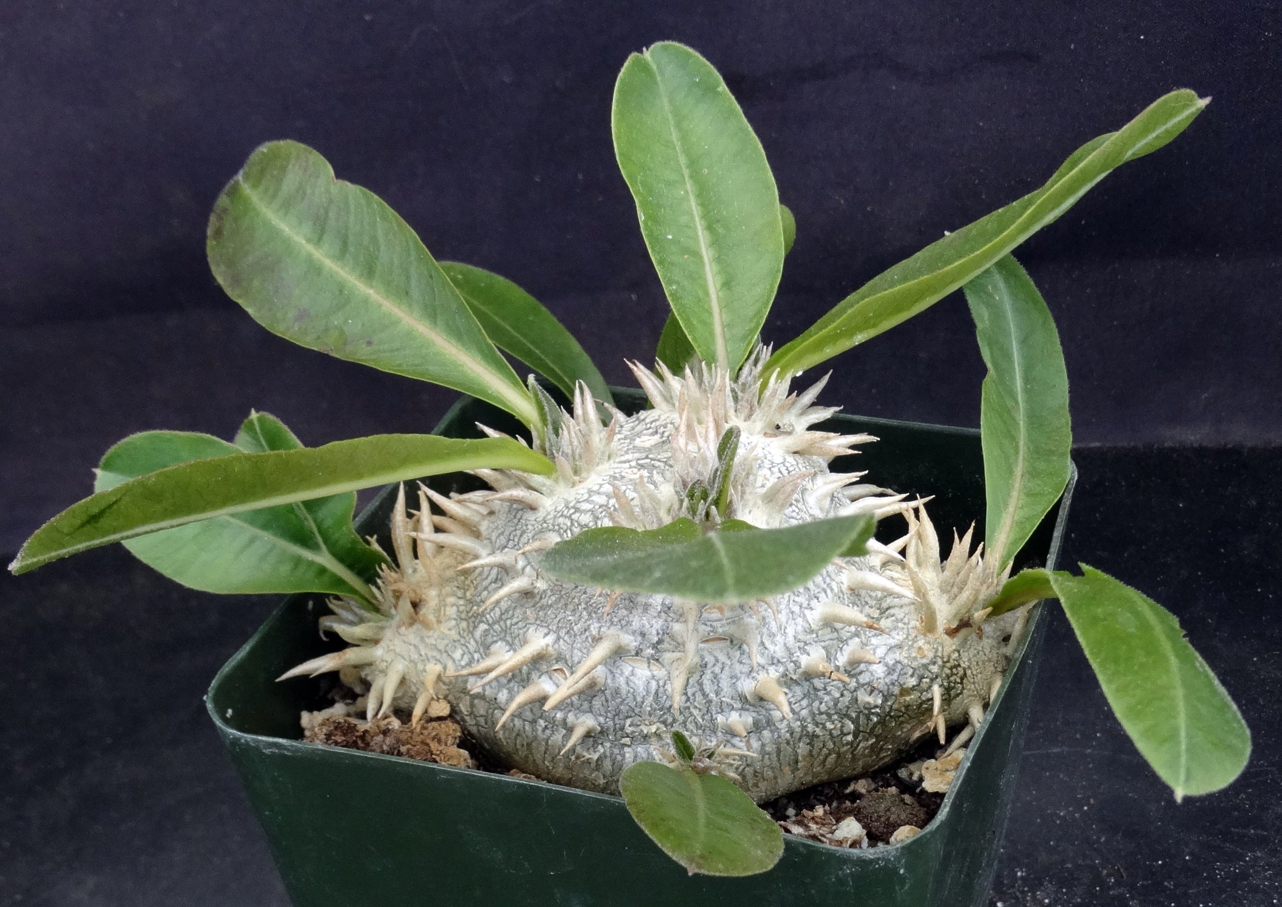 Pachypodium brevicaule パキポディウム・ブレビカウレ Pachypodium brevicaule [small] - Mountain Crest Gardens