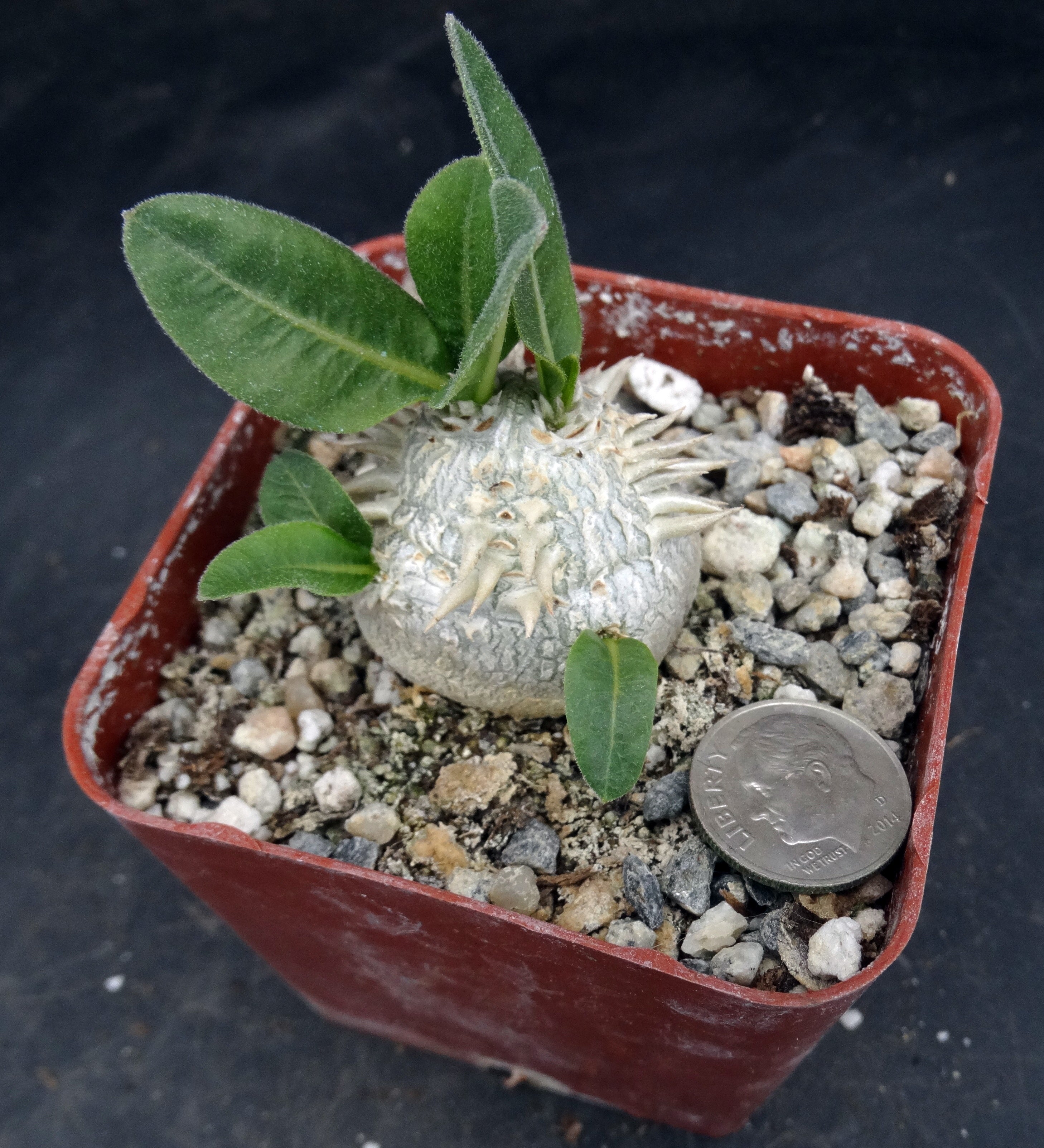 Pachypodium brevicaule パキポディウム・ブレビカウレ パキポディウム ブレビカウレ / Pachypodium brevicaule #3 | Du