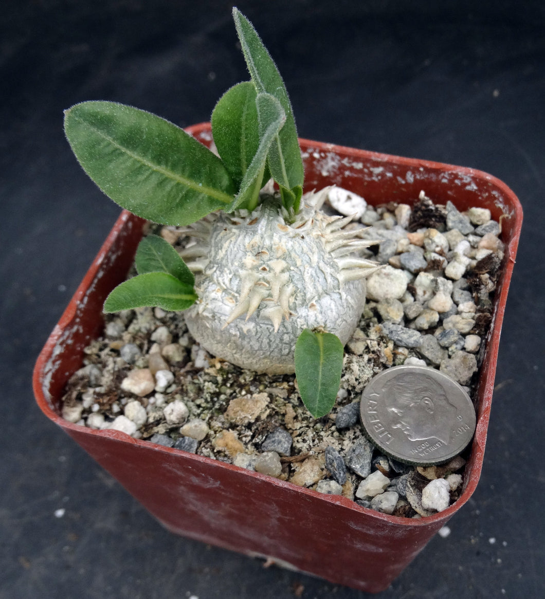 Pachypodium brevicaule (A)