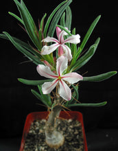Load image into Gallery viewer, Pachypodium succulentum v. griquense
