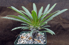 Load image into Gallery viewer, Pachypodium lamerei
