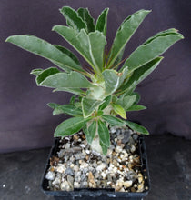 Load image into Gallery viewer, Pachypodium lealii v. saundersii &#39;compactum&#39;
