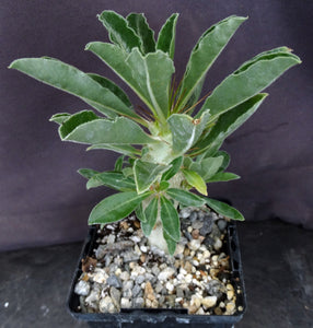 Pachypodium lealii v. saundersii 'compactum'