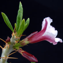 Load image into Gallery viewer, Pachypodium bispinosum
