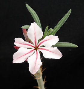 Pachypodium succulentum v. griquense