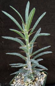 Pachypodium succulentum v. griquense