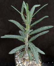 Load image into Gallery viewer, Pachypodium succulentum v. griquense
