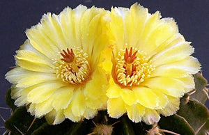 Parodia erinacea (Wigginsia)