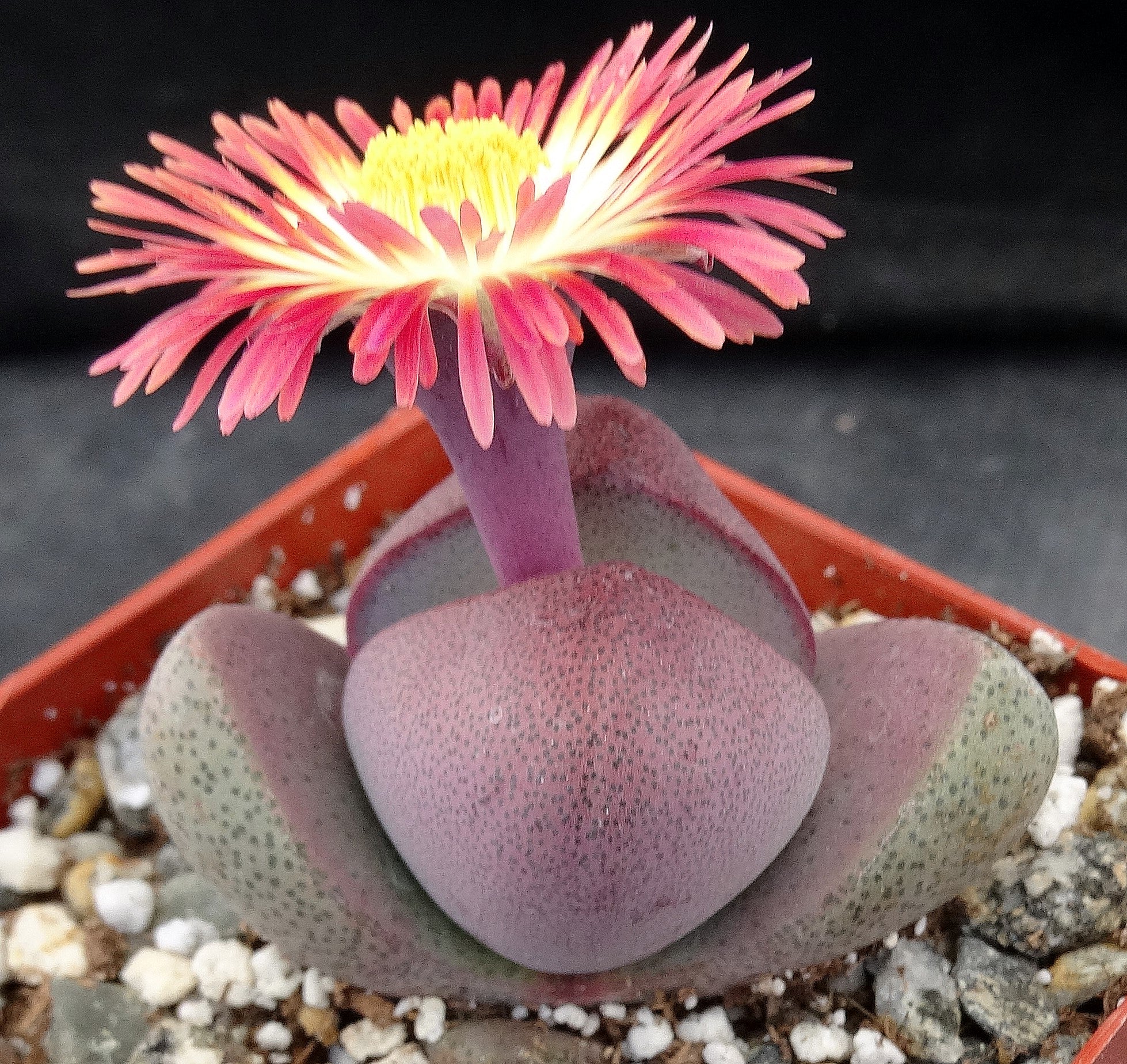 royal flush succulent Pleiospilos nelii 'Royal Flush' – Kyle's Plants