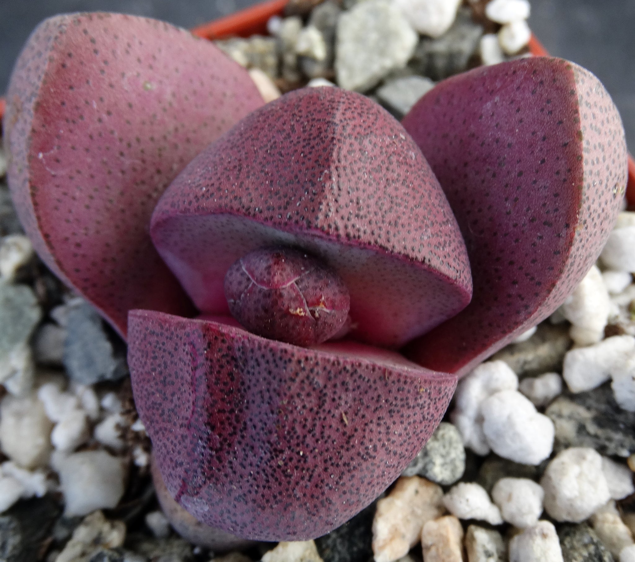 royal flush succulent care Pleiospilos nelii 'Royal Flush' – Kyle's Plants