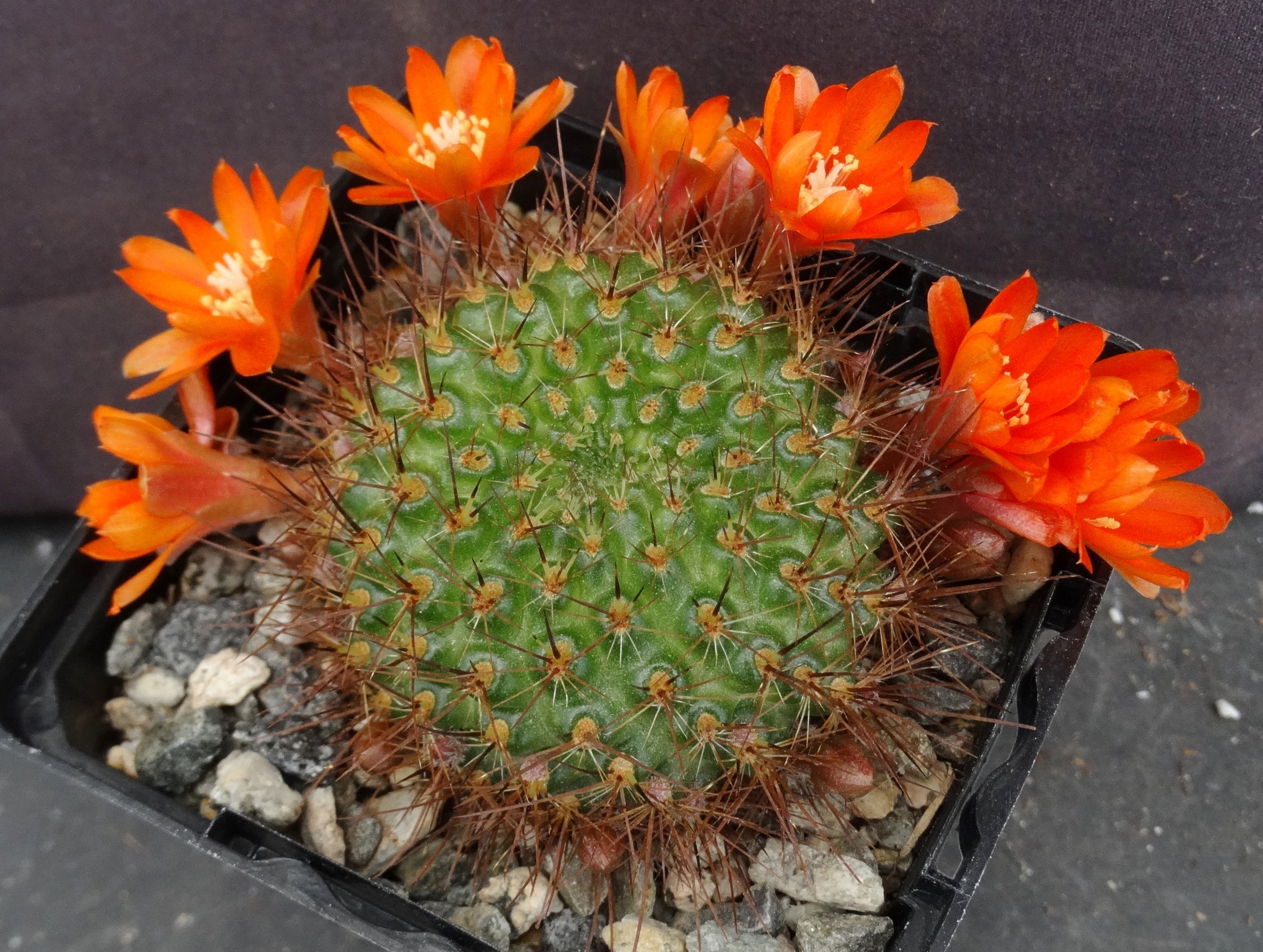 Rebutia donaldiana – Kyle's Plants