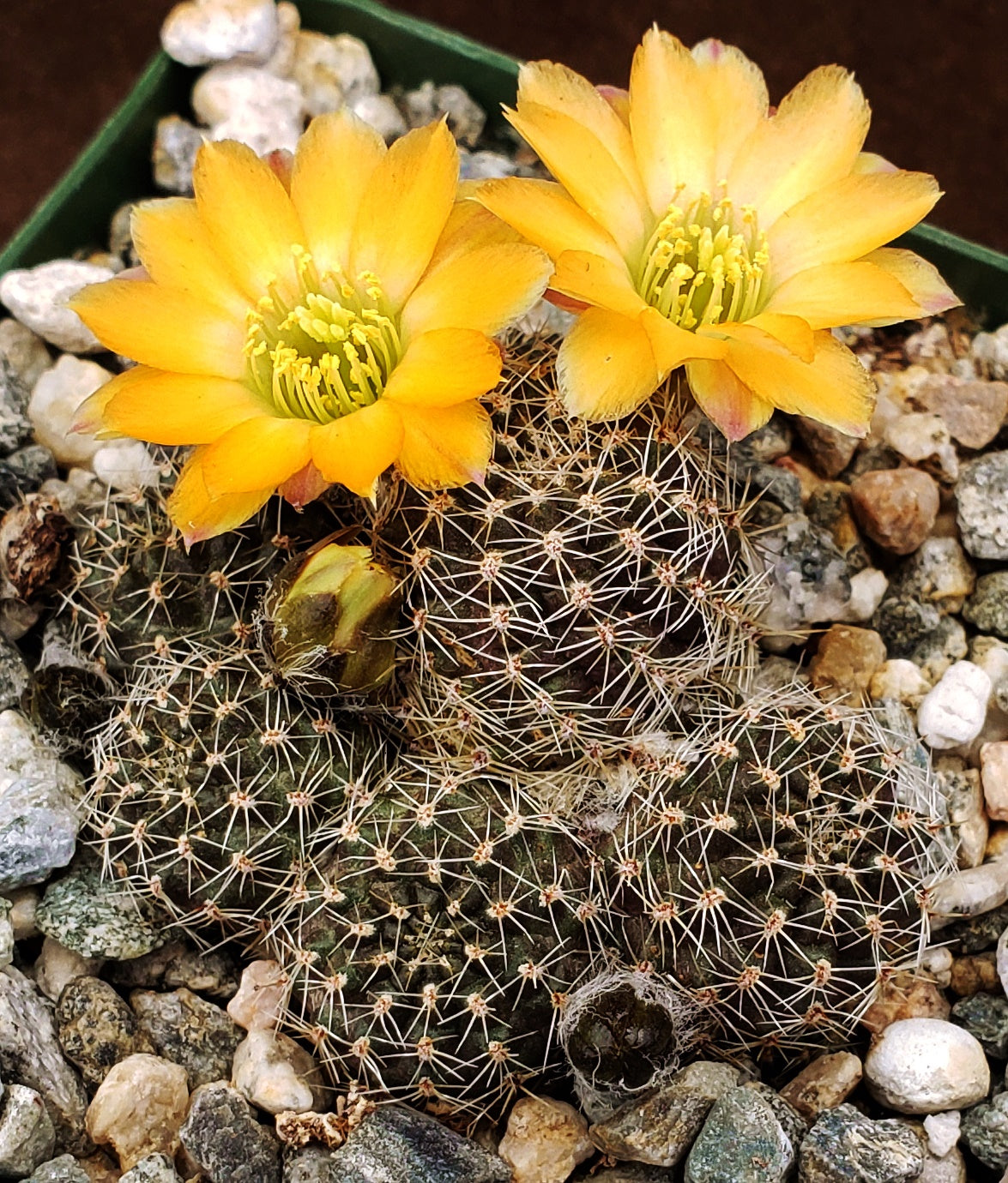 Rebutia pygmaea v. knizei – Kyle's Plants