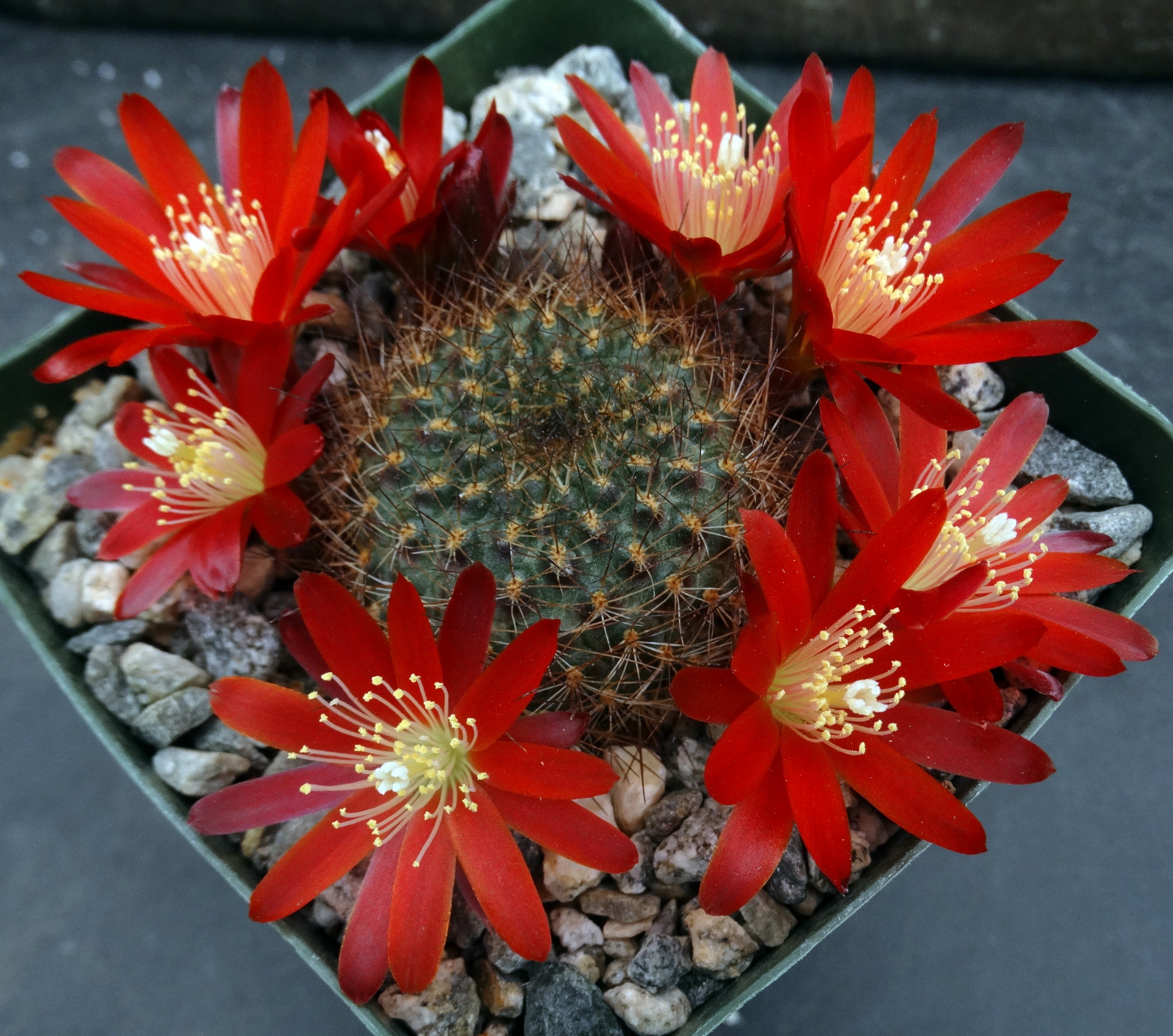 Rebutia fulviceta – Kyle's Plants