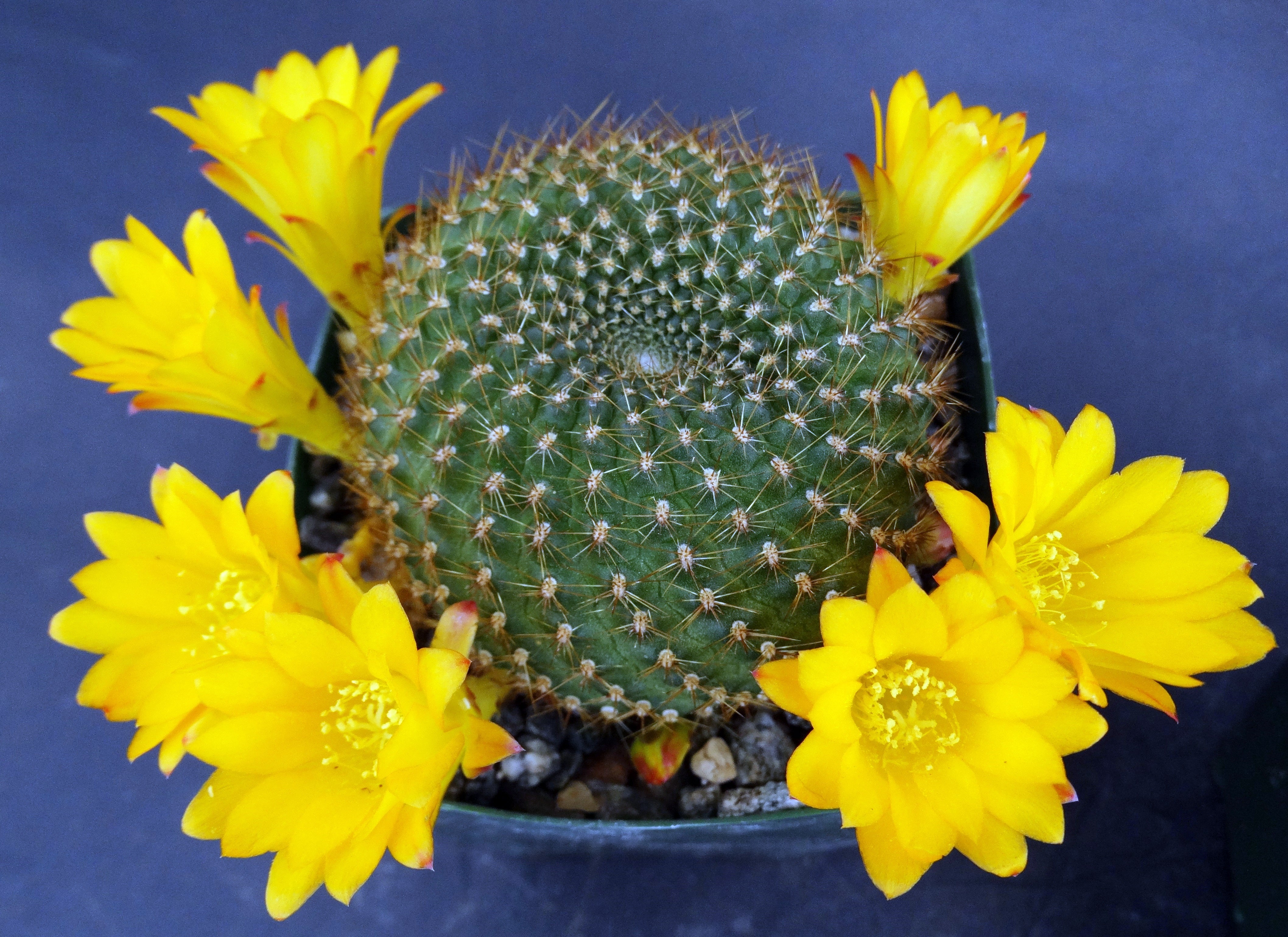 Rebutia marsoneri