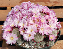 Load image into Gallery viewer, Rebutia narvaecensis *Clumping Plants*
