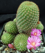 Load image into Gallery viewer, Rebutia perplexa *clumping plants!*
