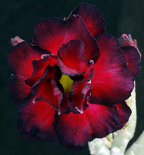 Load image into Gallery viewer, Adenium &#39;Burgundy&#39; *Big Plants!* Grafted Hybrid (19)
