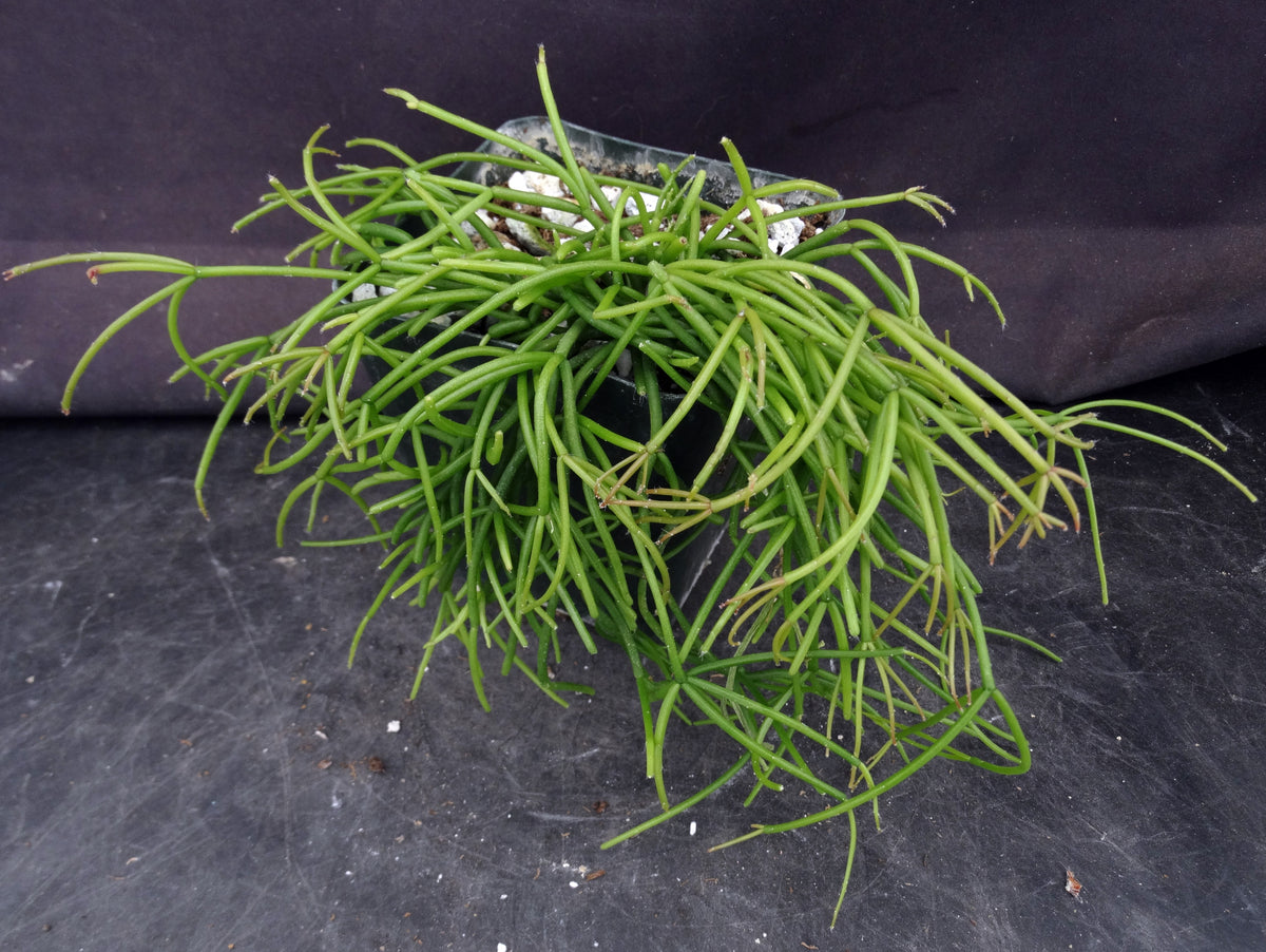 Rhipsalis capilliformis – Kyle's Plants