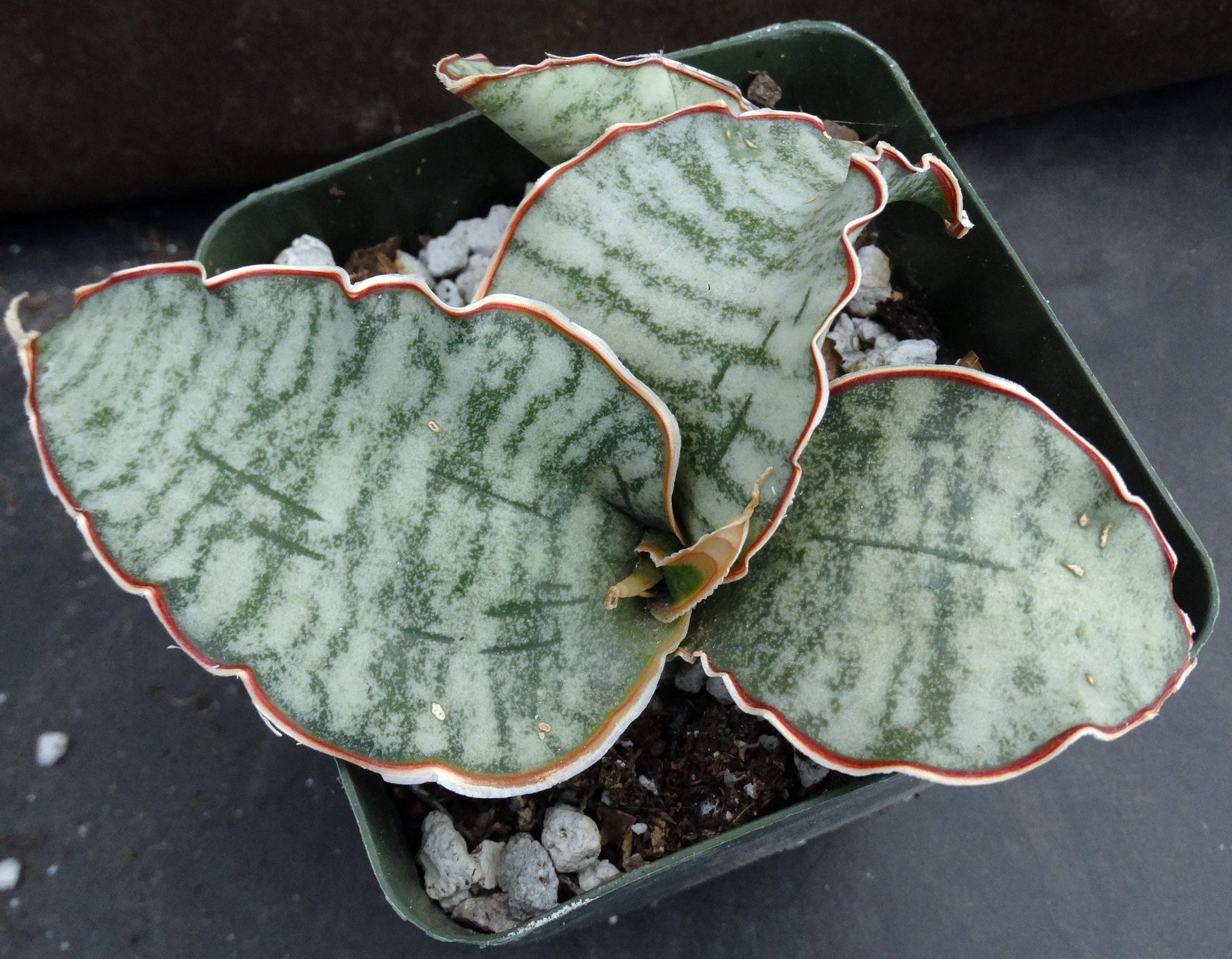 silver blue sansevieria Sansevieria kirkii 'Silver Blue' *Thick Blue-Green Leaves* – Kyle's Plants