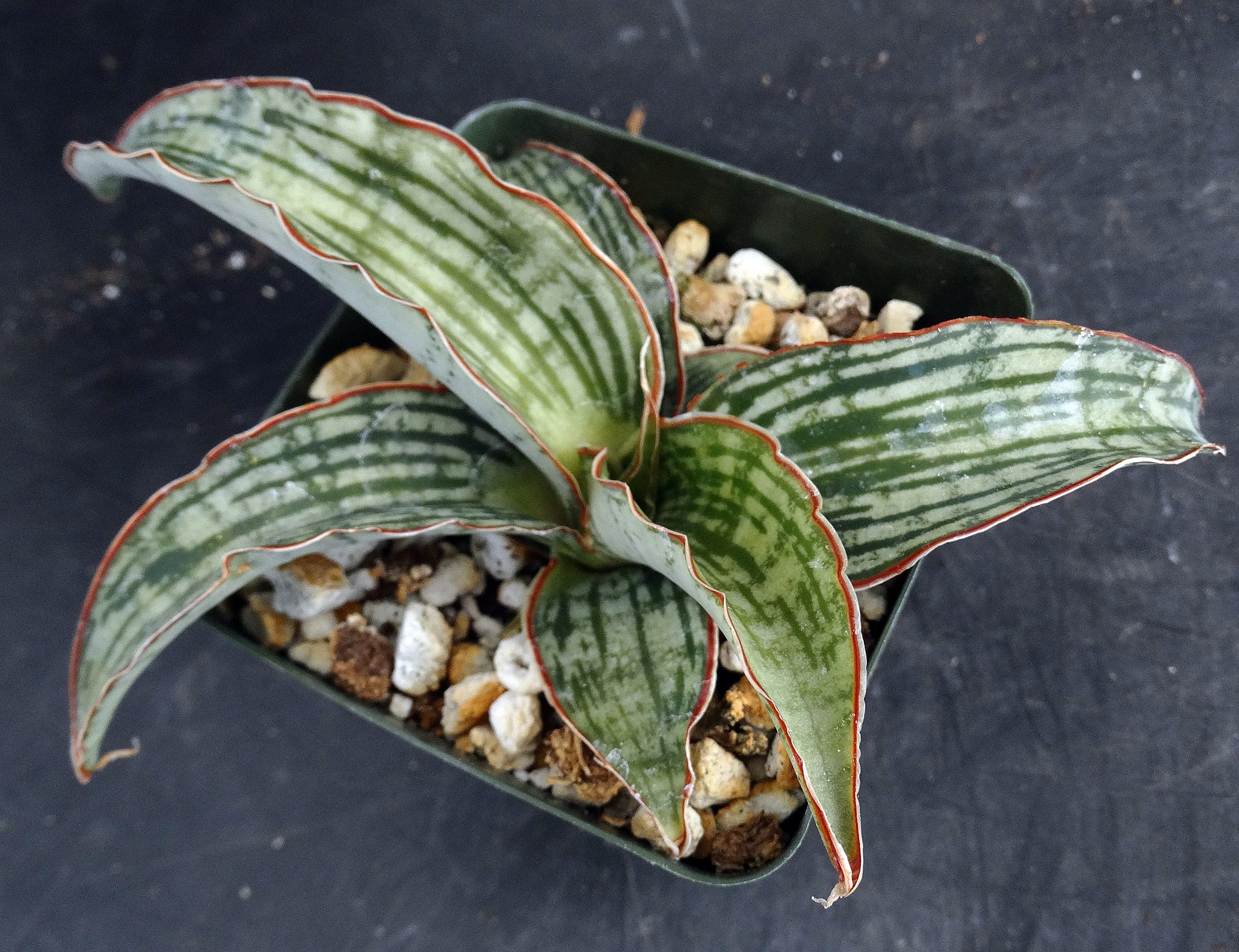 snake plant cleopatra Sansevieria kirkii 'Cleopatra' (Dracaena) *Striped leaves* – Kyle's Plants